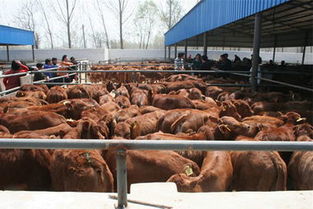 供应养牛 高效 饲养 技术 常州西门塔尔牛价格